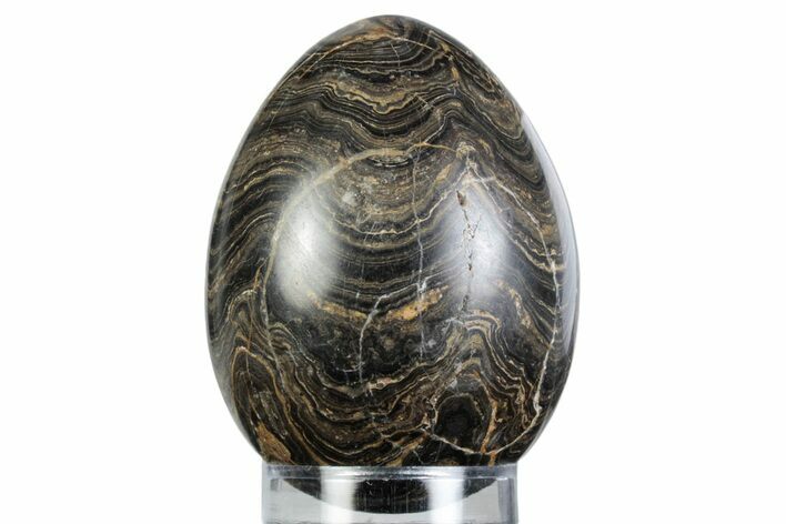 Polished Stromatolite (Greysonia) Egg - Bolivia #363466